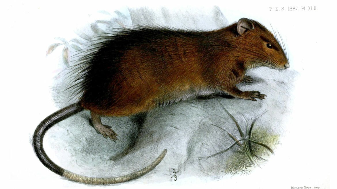 An extinct rat reveals CRISPR’s limits for resurrecting species