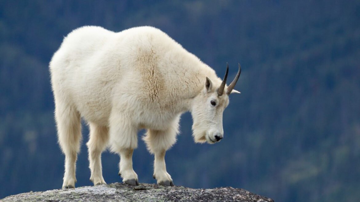 Culturally prized mountain goats could also be vanishing from Indigenous land in Canada