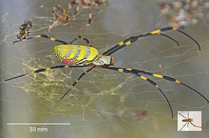 an image of a black and yellow female jorō spider with much smaller inset image of a brown male jorō spider