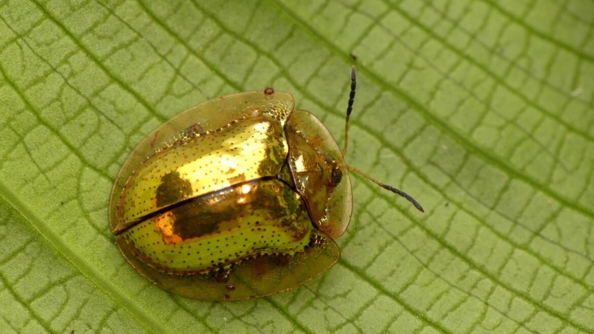 Mirror beetles’ shiny our bodies could not act as camouflage in spite of everything