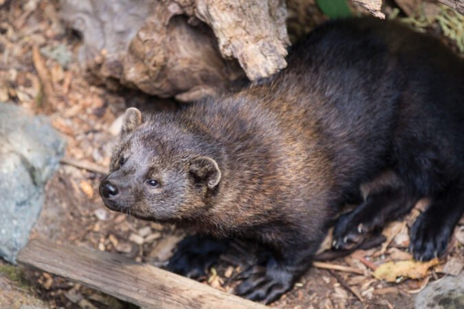 a fisher sits on the forest floor